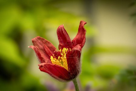 hermosa flor de una flor pascual Pulsatilla vulgaris