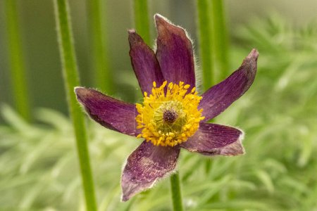schöne Blume einer Pasque Flower Pulsatilla vulgaris