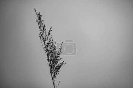 flor de caña de hierba canaria