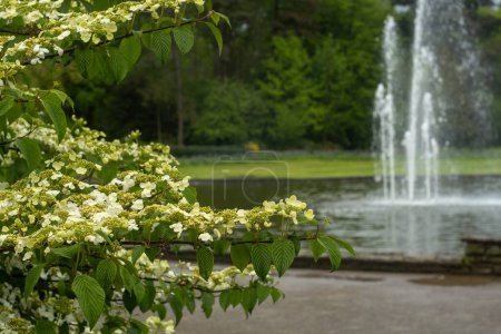 white flowering Viburnum plicatum, in the background a water fountain