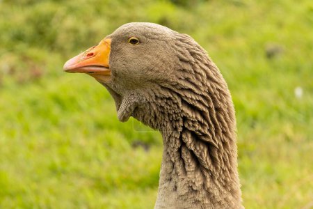 goose head in front of a green background