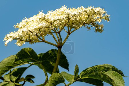 Photo for White blossom of an elder bush - Royalty Free Image