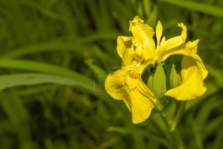 amarillo flor bonita Iris pseudacorus