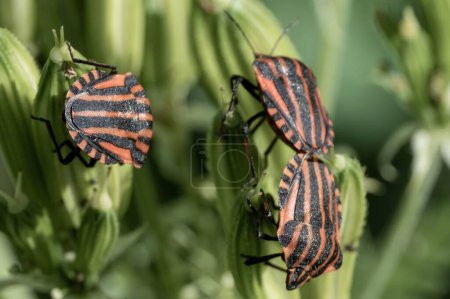 escarabajo Pyrochroidae en planta verde