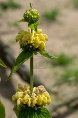 plante à fleurs jaunes Phlomis russeliana