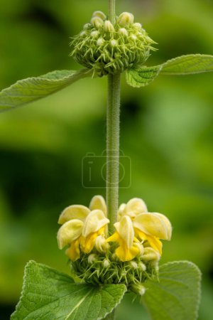 plante à fleurs jaunes Phlomis russeliana