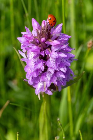 flowering orchid Dactylorhiza majalis in the meadow