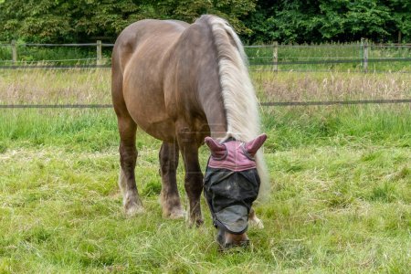 grazing horse with face mask