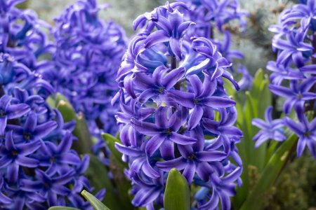 Hyacinthus azul en el jardín de primavera. Una planta floreciente ornamental bulbosa. Flores con un fuerte aroma.