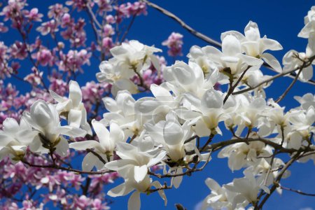 Árbol de magnolia floreciente en primavera. Flores blancas y rosadas de magnolia en el jardín de primavera. Magnolia soulangeana.