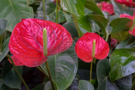 Anthurium flowering plants, the largest genus of the arum family, Araceae. Red anthurium flowers. Indoor decorative flowering plant.