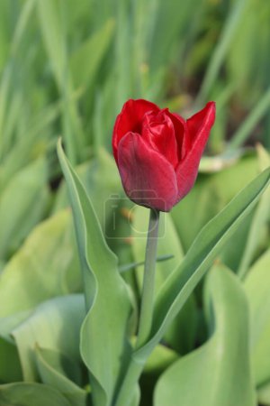 Spring messinger - tulip in red color