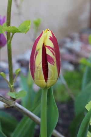 Spring messinger - colorful tulip
