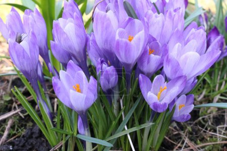 bunch of violet crocuses in spring day