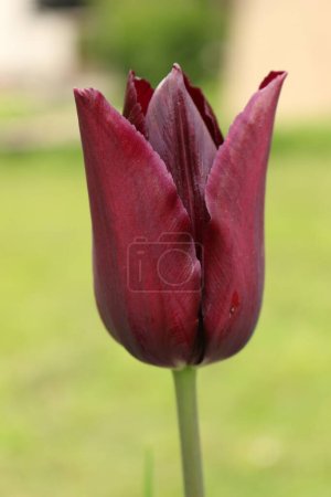 Spring messenger - tulip in purple color