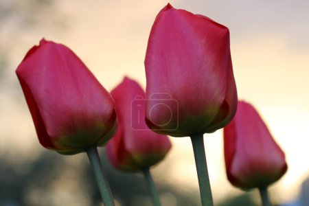 brotes de tulipán en la puesta del sol noche de primavera