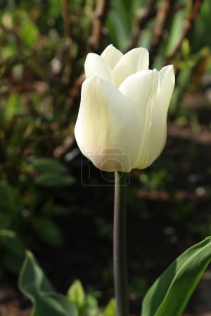Mensajero de primavera - tulipán en color blanco