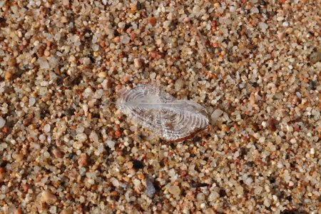 jellyfish on the Balearic beach Calella city 2019 may