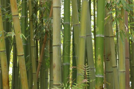 bambúes en Jardi Botanic Marimurtra Spane