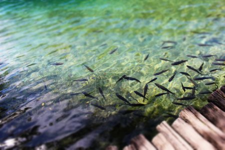 faune dans les lacs de Plitvice Croatie