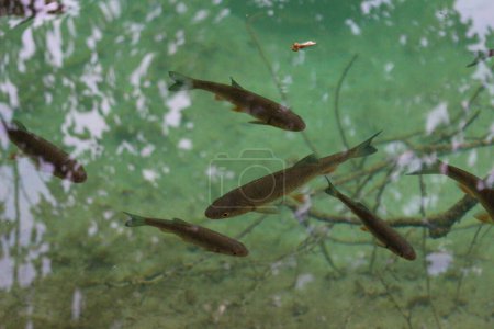 fauna en los lagos de Plitvice Croacia