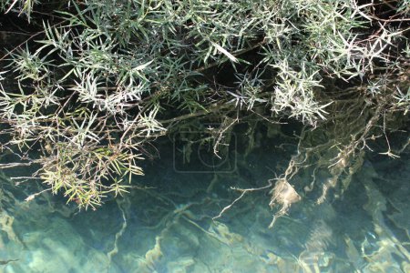 flore dans les lacs de Plitvice Croatie