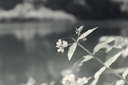 flora en los lagos de Plitvice Croacia monohroma