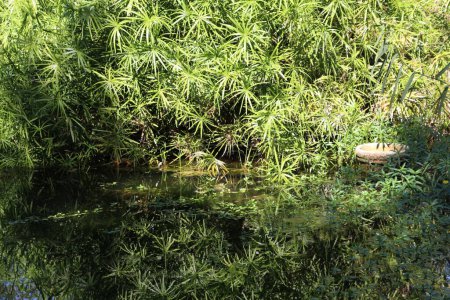 Sommerstimmung mit grünen Pflanzen am Wasser