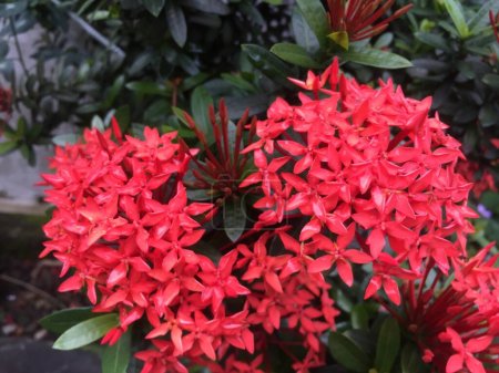Téléchargez les photos : La beauté de la fleur rouge enchanteresse Ixora coccinea est une plante ornementale qui a un tronc d'arbuste avec de nombreuses branches. - en image libre de droit