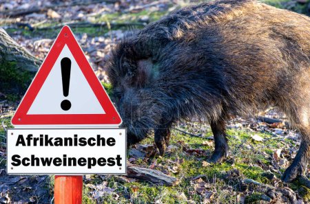 Téléchargez les photos : Signer avec l'inscription "Achtung Afrikanische Schweinepest" (Attention peste porcine africaine) sur une clôture d'une ferme en Allemagne - en image libre de droit