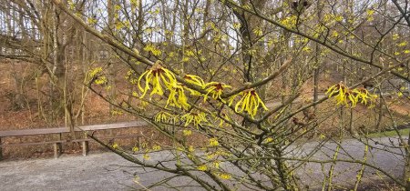 Chinese witch hazel (Hamamelis mollis). Bare tangled branches bearing clusters of flowers with yellow ribbon-shaped