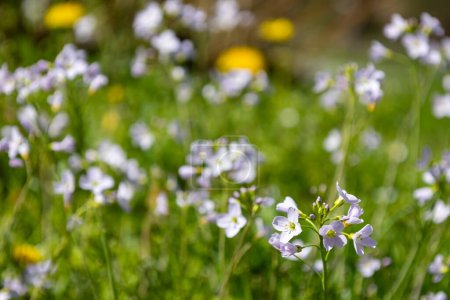 Photo for Buds of a Mayflower (Cardamine pratensis) - Royalty Free Image