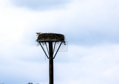 Téléchargez les photos : Nid de cigogne sur un lampadaire contre le ciel nuageux. - en image libre de droit