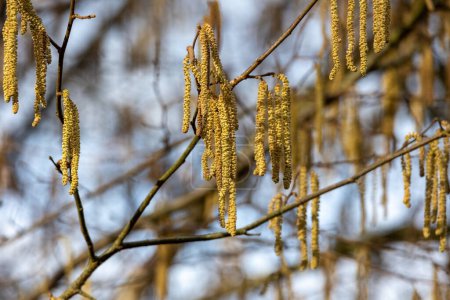 Close up of a hazel catkins on a tree in spring