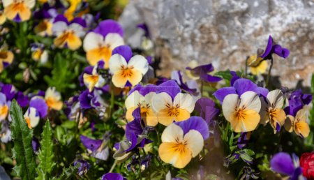 Viola tricolor (viola tricolor) flores