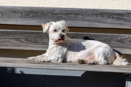 Maltese lapdog lies on the bench and sunbathes