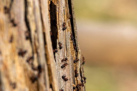 Una colonia de hormigas es muy activa en un árbol muerto