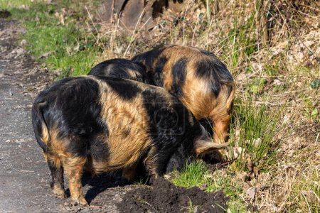 kune kune pigs eating fresh grass