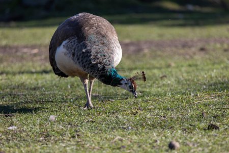 A peacock is standing in a grassy field. The bird has a blue head and a brown body