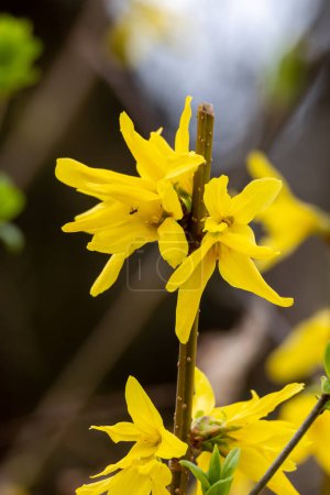 Yellow forsythia flowers on a tree in spring. Macro shot