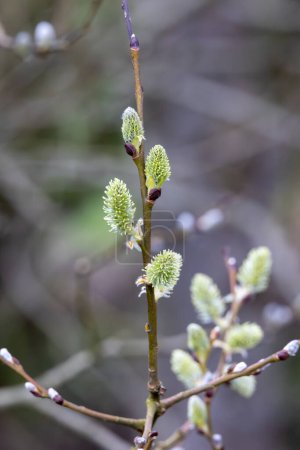 on the willow branch small willow catkins buds blossoming