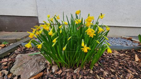 Yellow daffodils growing in the garden. Springtime