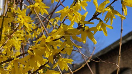 Yellow forsythia flowers on a tree in spring.