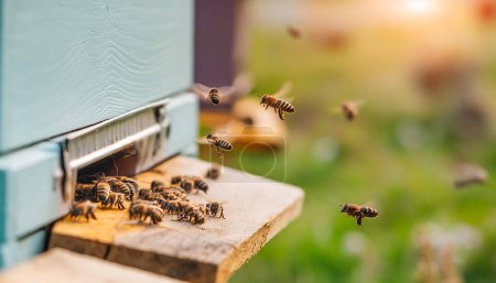 Bees flying around beehive. Beekeeping concept.