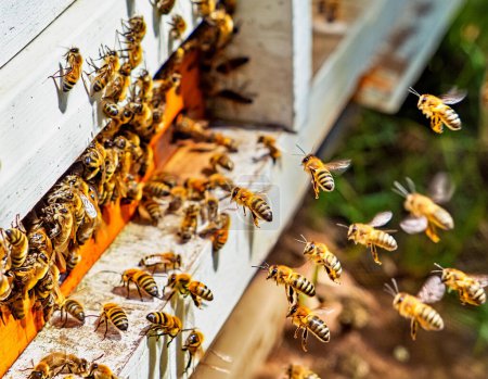 Enjambres de abejas en la entrada de la colmena en una abeja melífera muy poblada, volando en el aire de primavera