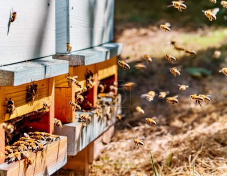Bienenschwärme am Bienenstock-Eingang in einer dicht bevölkerten Honigbiene, die in der Frühlingsluft herumfliegt