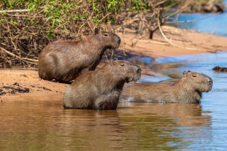 Photo for Capybara family on the riverbank of the River Cuiaba River, Pantanal, Brazil - Royalty Free Image
