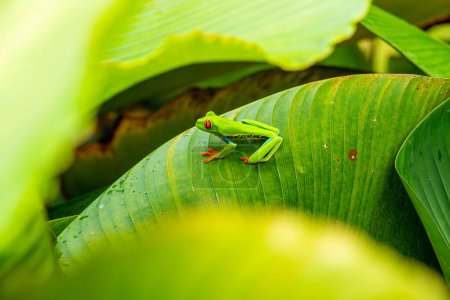 Red-eyed Leaf Frog or Tree Frog on a leaf in Costa Rican rain forest, Costa Rica, Central America Stickers 699826390