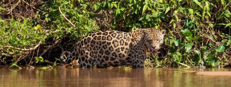 Photo for Panorama of Jaguar walking in the Three Brothers River, Brazilian wetlands, Pantanal, Brazil panoramic web banner header - Royalty Free Image