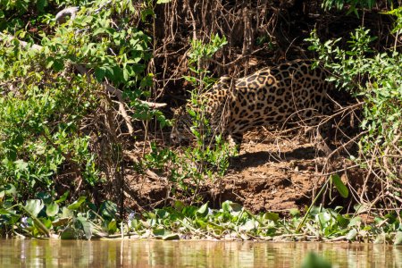 Photo for Jaguar walking on the Three Brothers Riverbank, Brazilian wetlands, Pantanal, Brazil - Royalty Free Image